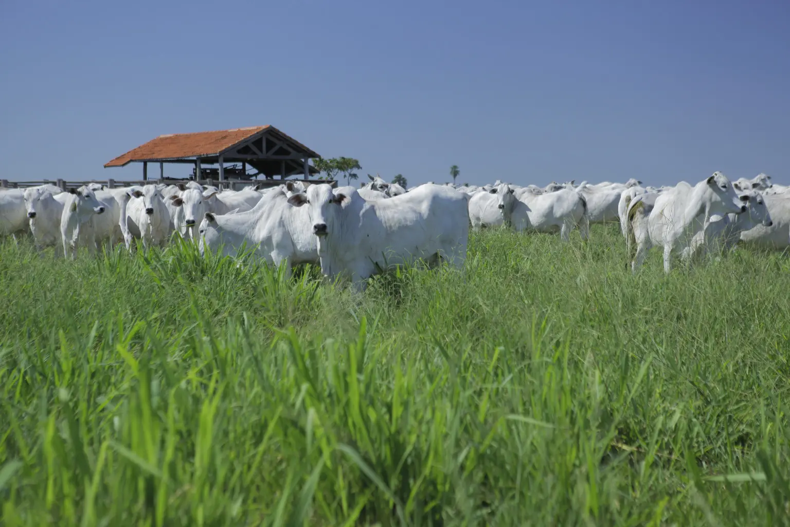 cria-recria-e-engorda-destaque